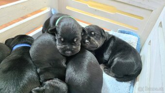 Malý čiernostrieborný bradáč - 12