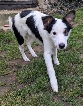 Border kolia tricolor - 12