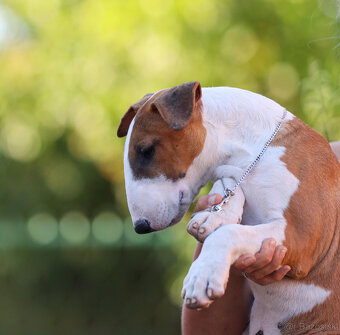 Bullterrier, Bullterier, Bulterier - 12