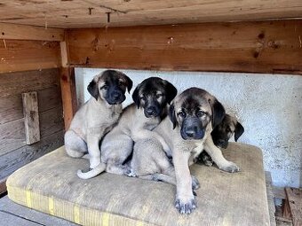 KANGAL - štěňata již K ODBĚRU, iba sučky - 12