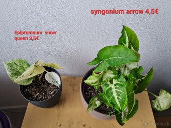 Epipremnum,  philodendron a iné izbovky - 12