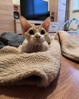 Dvojročný kocúrik plemena Devon rex si hľadá nový domov - 12
