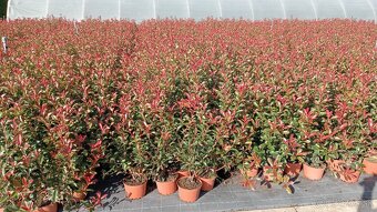 Tuja Smaragd, vavrínovec, červienka, gaštan - Námestovo - 12