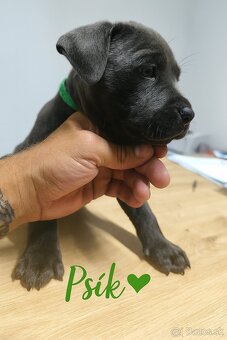 Amstaff šteniatka -verný modrý priatelia - 12