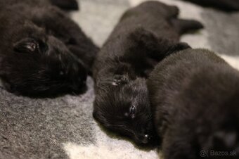 Nemecký ovčiak  s PP - 12