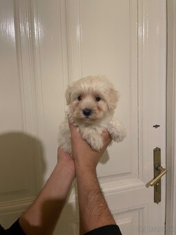 Maltipoo - 12