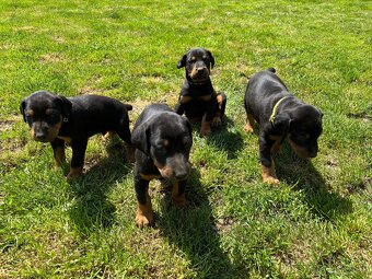 Šteniatka doberman - 12