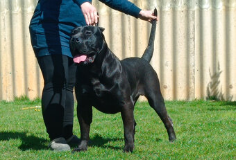 Kanarska Doga / Presa Canario s PP - 12