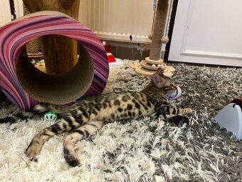 Bengalska mačka - 12