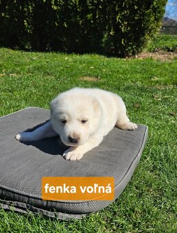 Stredoázijský ovčiak - 12