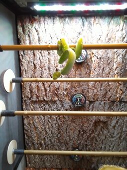 Morelia Viridis Aru spolu s teráriom - 12