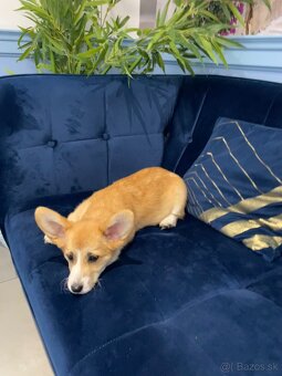 Welsh corgi pembroke - 12