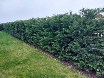Cyprusovec leylandský (Cupressocyparis leylandii) - 12