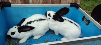 Predám zajacov NOS - 12