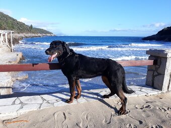 Beauceron - francouzský ovčák s PP (FCI) - 12