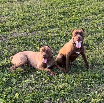 Výnimočné šteniatka americký bandog s PP k odberu - 12