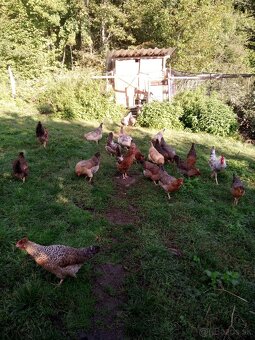 NV zelené green shell - 12