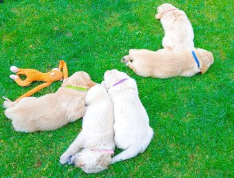 Zlatý retriever - 12