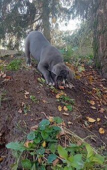 Cane Corso - 12