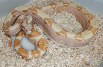 Boa imperator - Purple Sharp Sunglow Aztec, Sharp Sunglow - 12