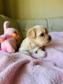Golddust Yorkshire Terrier, Yorskshire s PP, Jork - 12