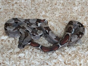 Boa imperator - VPI T+ Albino het Blood, Normal DH VPI Blood - 12