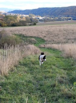 Karelsky Medvedí Pes - 12