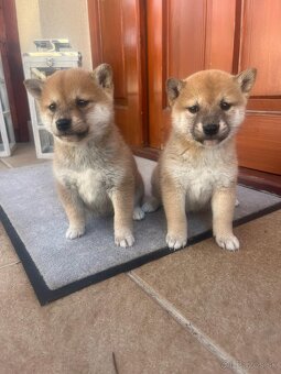 Shiba inu - 12