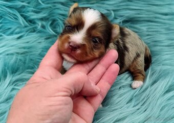 Yorkshire terrier - 12