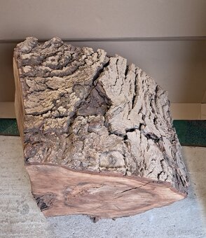 Orechovy kmen drevo - 12