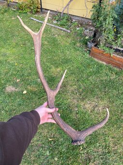 Jelenie zhody / parohy 62cm - 12