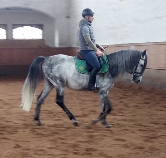 Pripúšťanie Shagya arab - 12