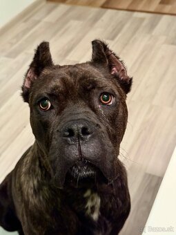 Predam steniatka cane corso - 12