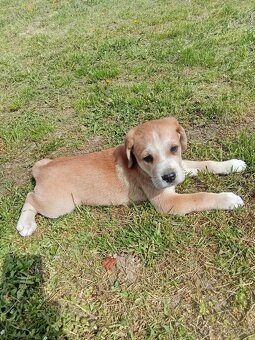 Čuvač a.kangal - 12