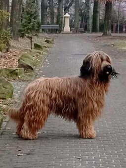 Briard plavý- štěňata, fenky - 12