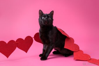 Drobučká mačička Zina - 12