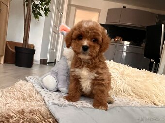 Roztomilé šteniatka Cavapoo - 12