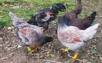 Rezervovane. Predám, vymenim indické Bojovnice - 12