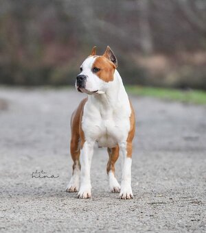 AMERICKÝ STAFORDSHIRSKY TERRIER - 12