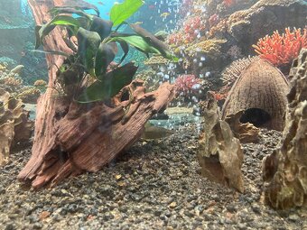 Zariadené akvárium 75l - 12