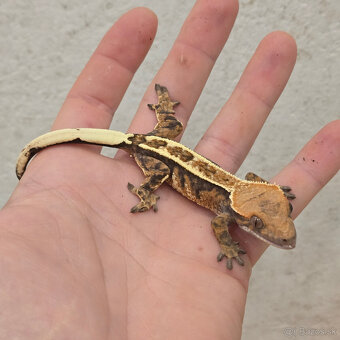 Pagekon riasnaty - C. ciliatus z vlastneho odchovu od 30€ - 12