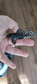 Pleco - 12