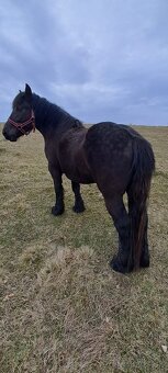 Predám ťažnú kobylu - 12