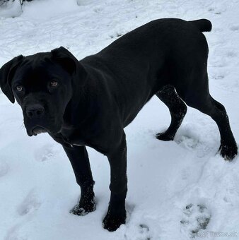 Cane corso šteniatka - 12