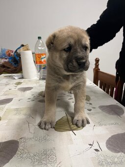 Stredoázijský ovčiak SAO - 12