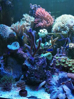 Morske akvarium - 12