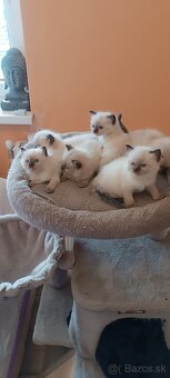 Ragdoll mačiatka, mačka - 12