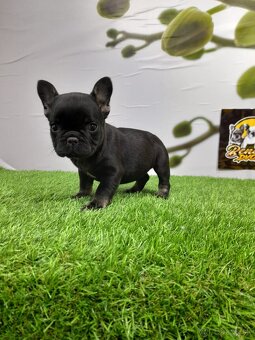 Francúzsky buldoček - 12