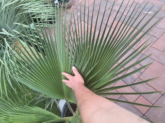 Sabal brazoriensis mrazuvzdornu palmu -16 - 12