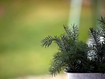 Pre Nikon  Meyer Orestegor 200mm / f/4 / M42 /Nikon F - 12